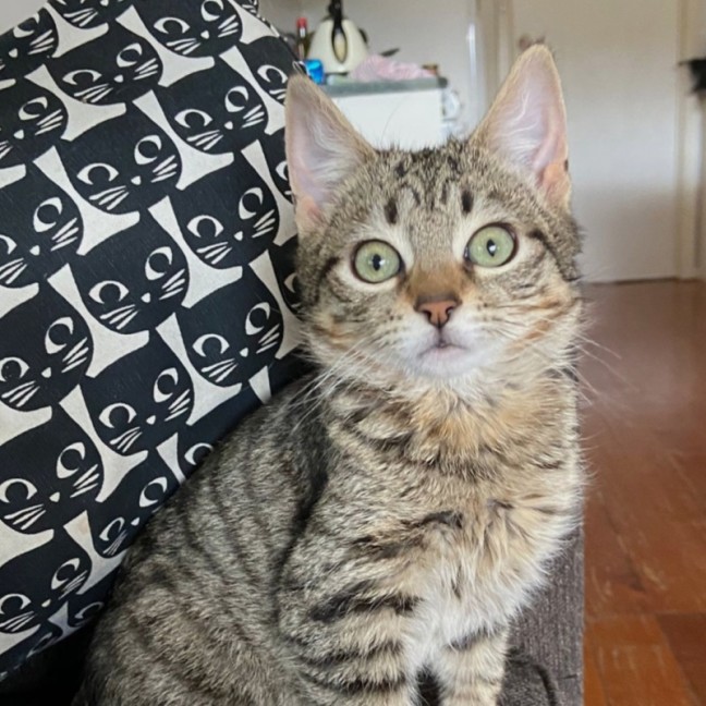 Photo of Dawson ^^Dandy Cat Rescue^^