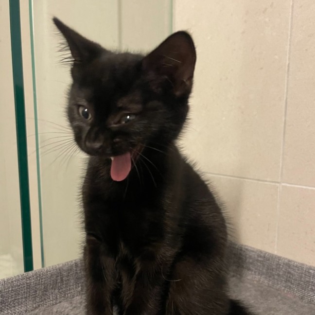 Photo of Kiki