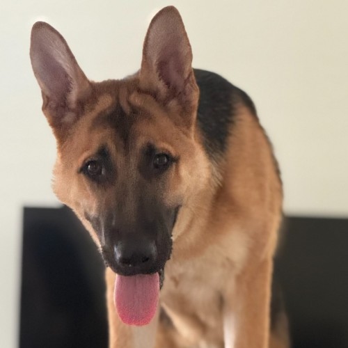 Dexter - German Shepherd Dog