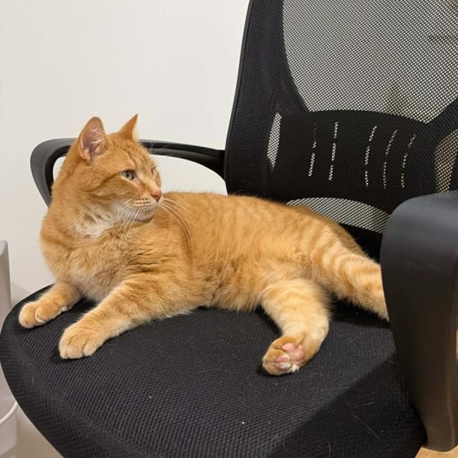 Photo of Mozilla Firefox