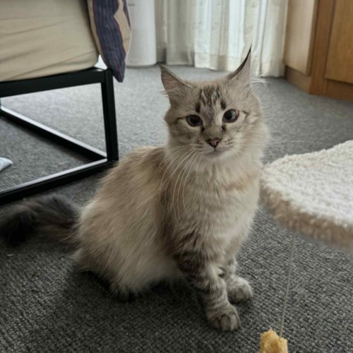 Octavia - Ragdoll Cat