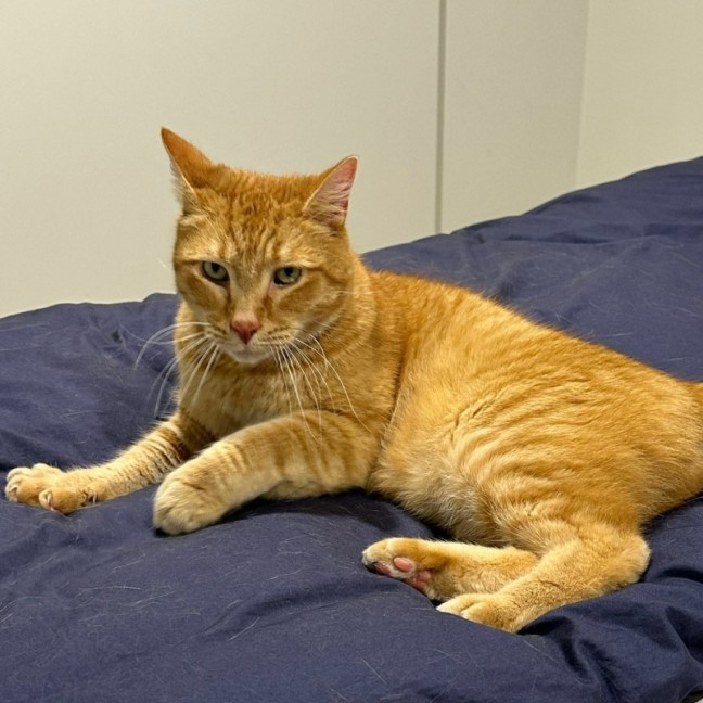 Photo of Mozilla Firefox