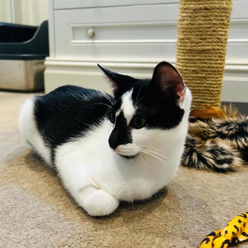 Daisy - Domestic Short Hair (DSH) Cat