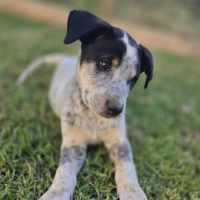 Photo of Tarrant Hightopp