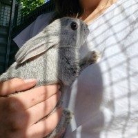 Photo of Judy Hopps