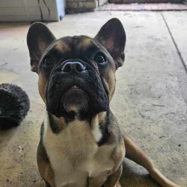 Photo of Puppanero 