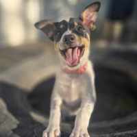 Photo of Mallymkun Mouse