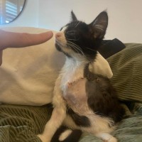 Photo of Tayra The Tiny Tripod Tuxie