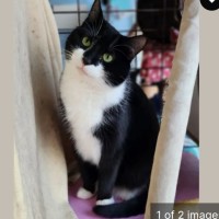 Photo of Perfect Companion Cat Barry 🐈‍⬛