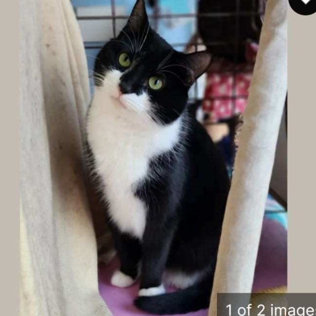 Photo of Perfect Companion Cat Barry 🐈‍⬛