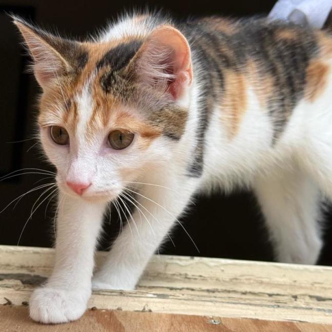 Photo of Finlay & Isla