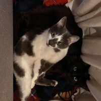 Photo of Clover