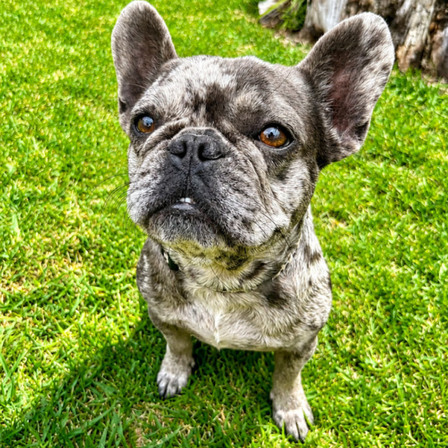 Photo of Daisy