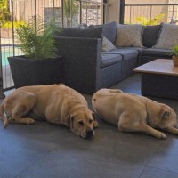 Photo of Cognac And Teddy