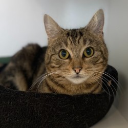 Female Domestic Short Hair (DSH) Cat