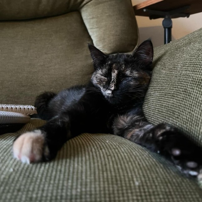 Photo of Sweet Pea   Located In Northcote