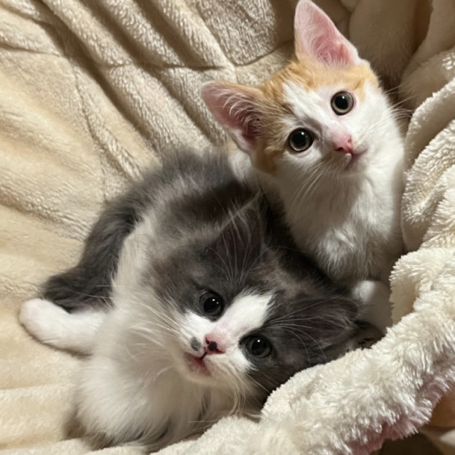 Photo of Dill Pickle