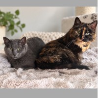 Photo of Hattie & Millie 