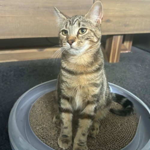 Memphis - Domestic Short Hair (DSH) Cat