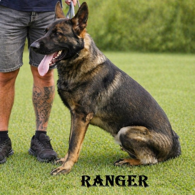 Photo of Ranger