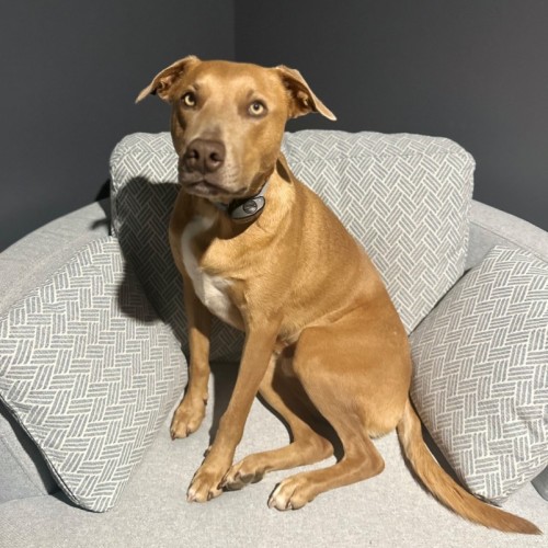Banks - Australian Kelpie Dog