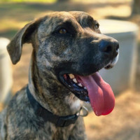 Photo of Gypsy