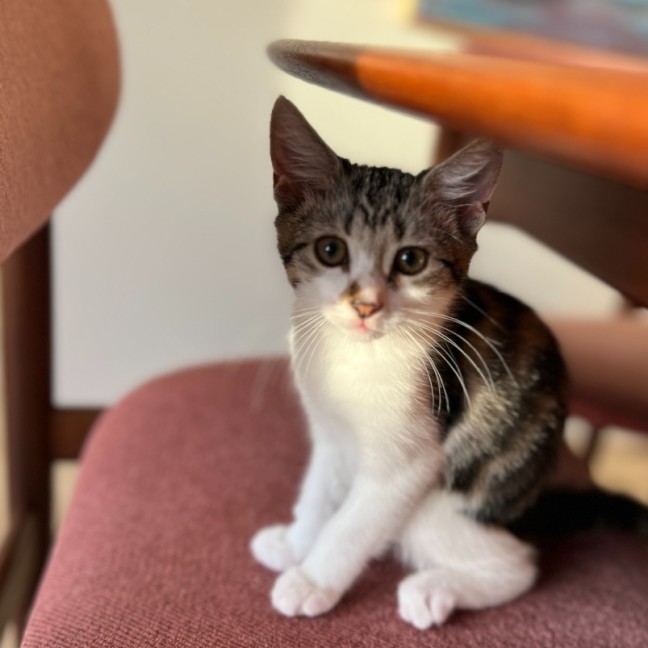Photo of Sprout