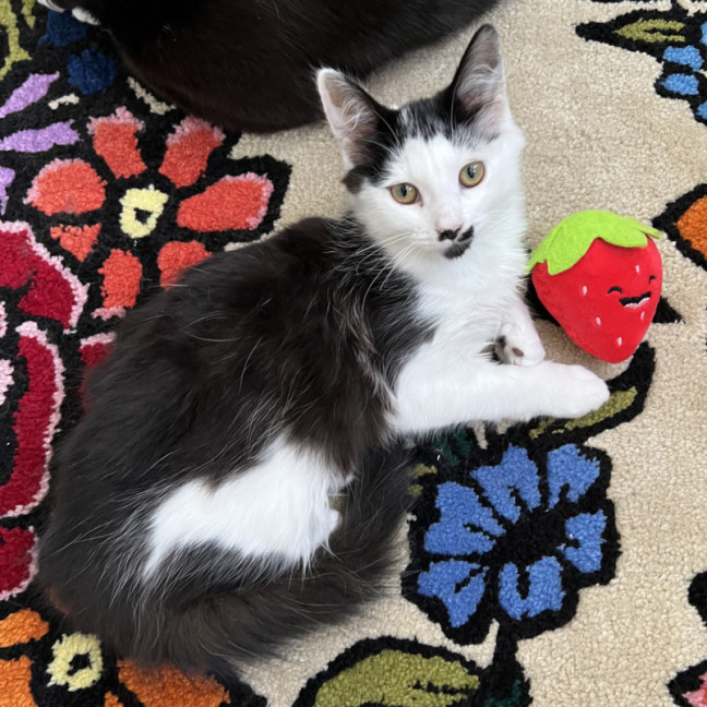 Photo of Dolly