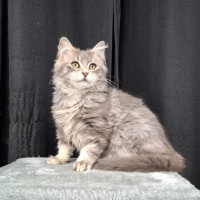 Photo of Anton