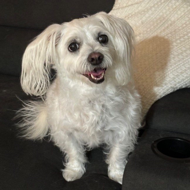Photo of Chloe🐶❤️🌸