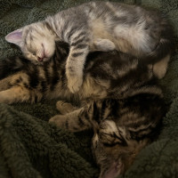 Photo of Pecan And Pistachio