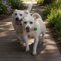 Photo of Nugget & Missy