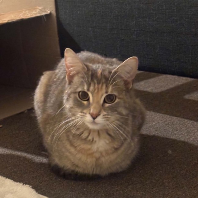 Photo of Lemon 🍋