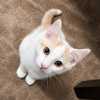 Photo of Simba