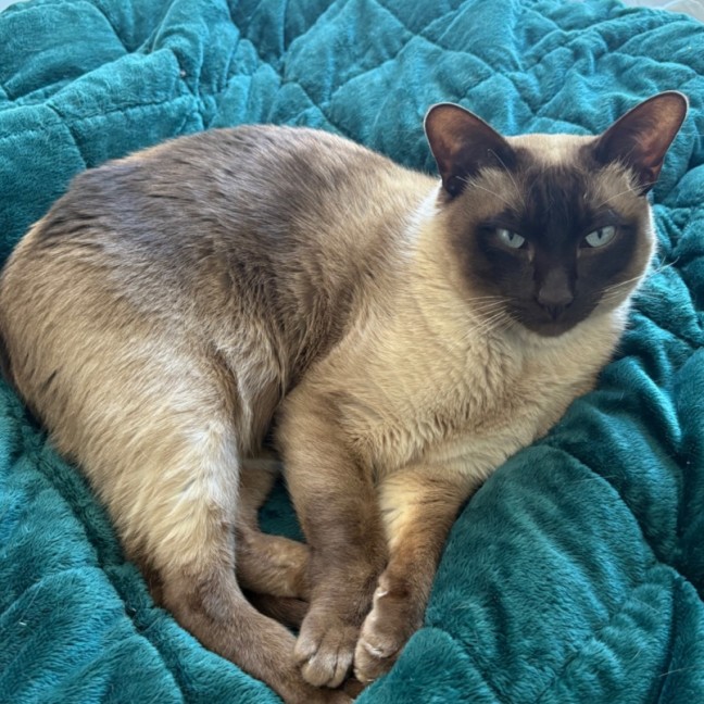 Photo of Charlie **2nd Chance Cat Rescue**