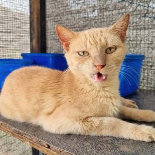 Samara  - Domestic Short Hair (DSH) Cat