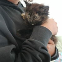 Photo of Toffee