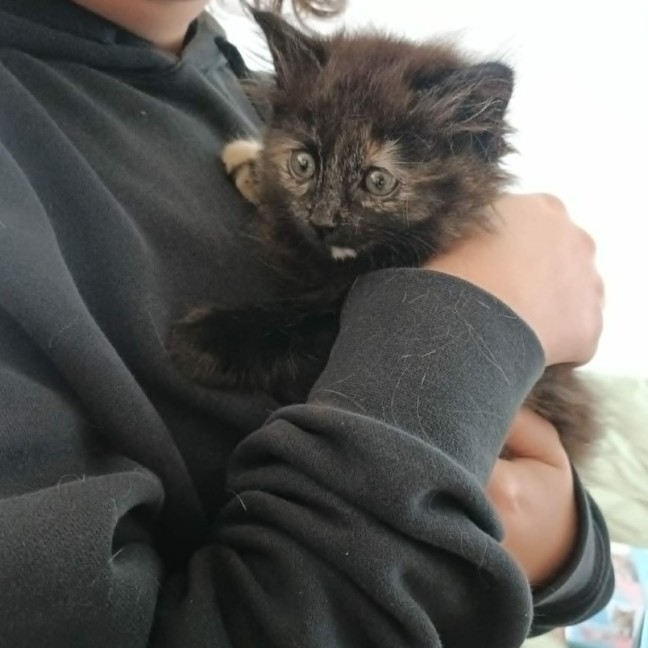 Photo of Toffee