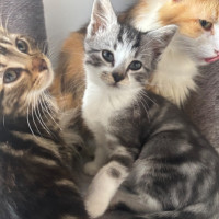 Photo of Dexter 💙