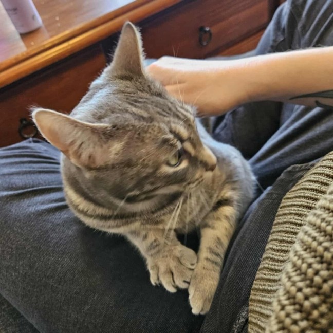 Photo of Luna   In Foster Care In In Preston