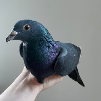 Photo of Easter Chicken Delight