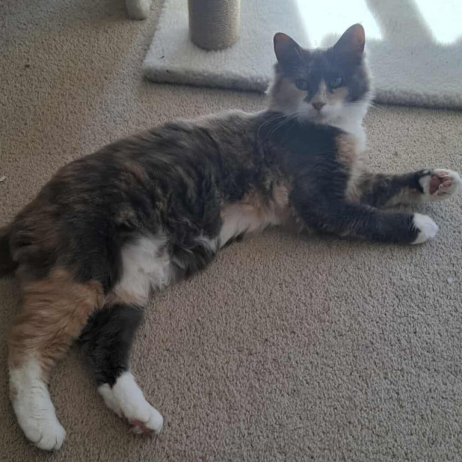 Photo of Tiramisu 😸