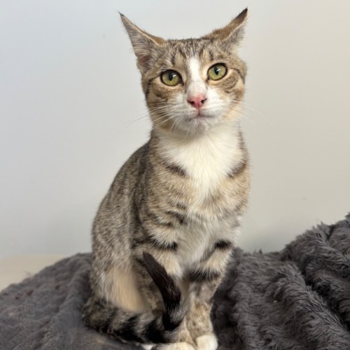 Clara - Domestic Short Hair (DSH) Cat