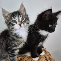 Photo of Casimir 💙