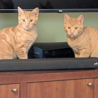 Photo of Arya And Sansa