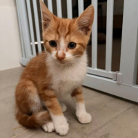 Photo of Weasley