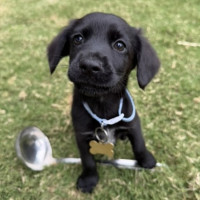 Photo of Ladle