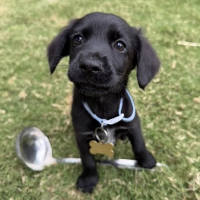 Photo of Ladle