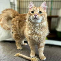 Photo of Officer Beanie Small Cat 🧡