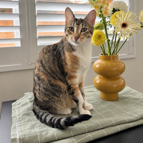 Olive - Domestic Short Hair (DSH) Cat